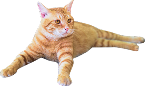 茶色の猫